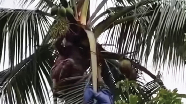 নওগাঁয় ডাব চুরি করতে গিয়ে যুবকের মৃত্যু