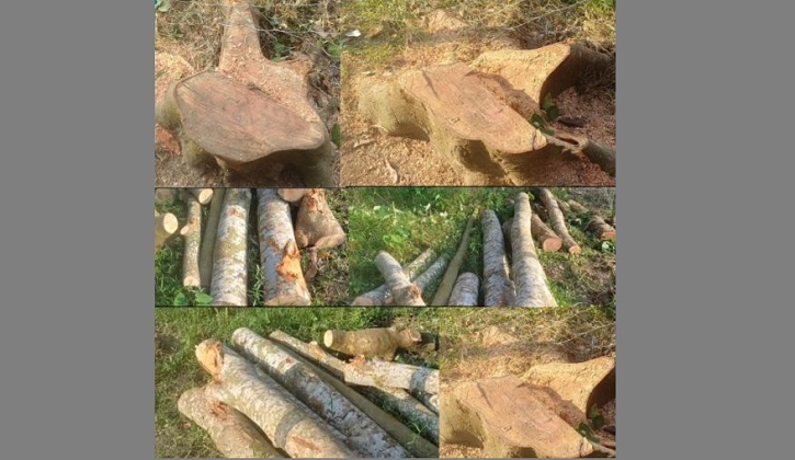 বাঁশখালীতে গাছ কেটে জমি দখলের অভিযোগে ছাত্রদল নেতার বিরুদ্ধে মামলা
